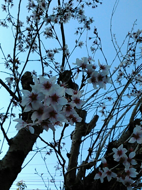 f:id:Oyamada23:20200318215730j:plain