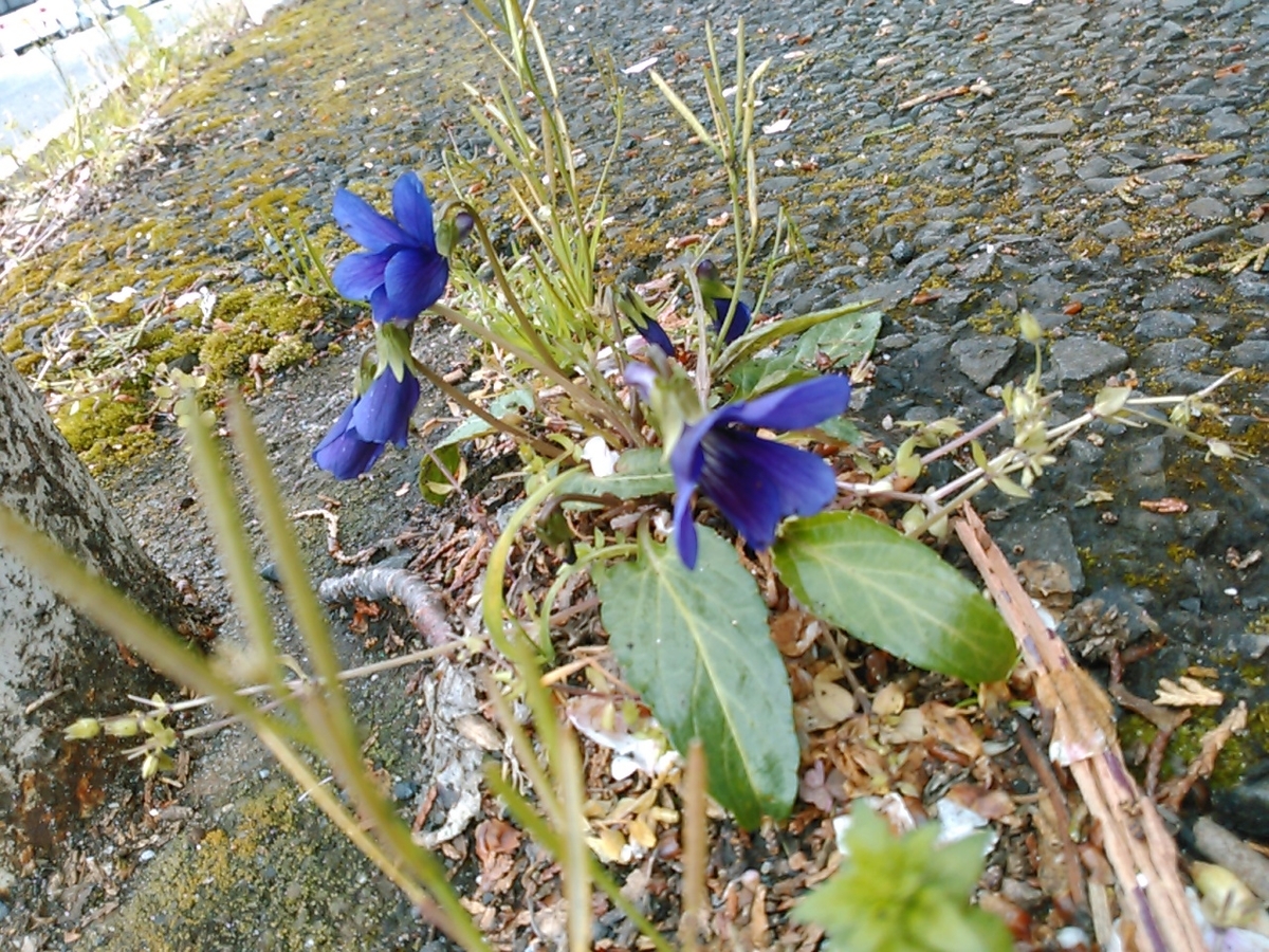 f:id:Oyamada23:20200331000053j:plain