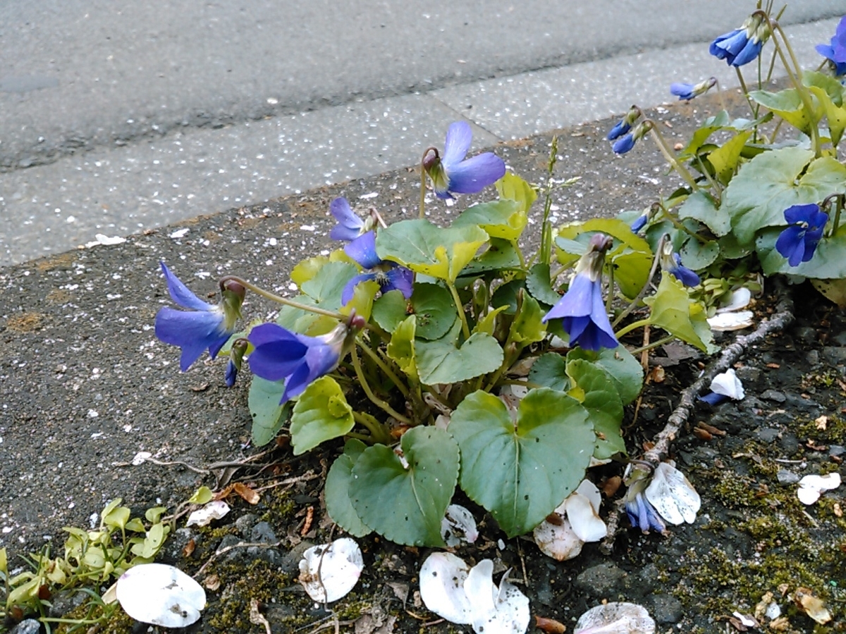 f:id:Oyamada23:20200331000239j:plain