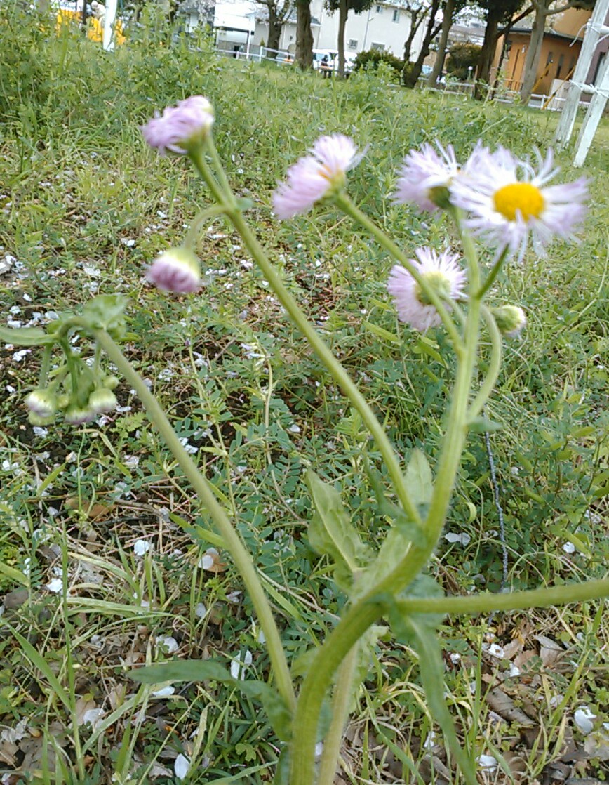 f:id:Oyamada23:20200331000346j:plain