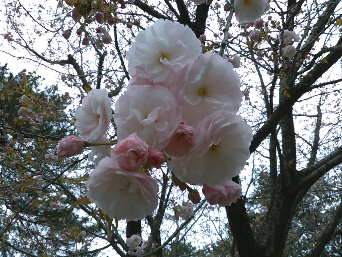 f:id:Oyamada23:20200331000722j:plain