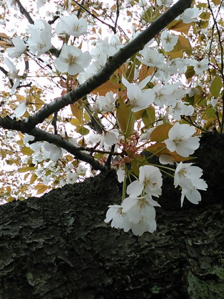 f:id:Oyamada23:20200331002002j:plain