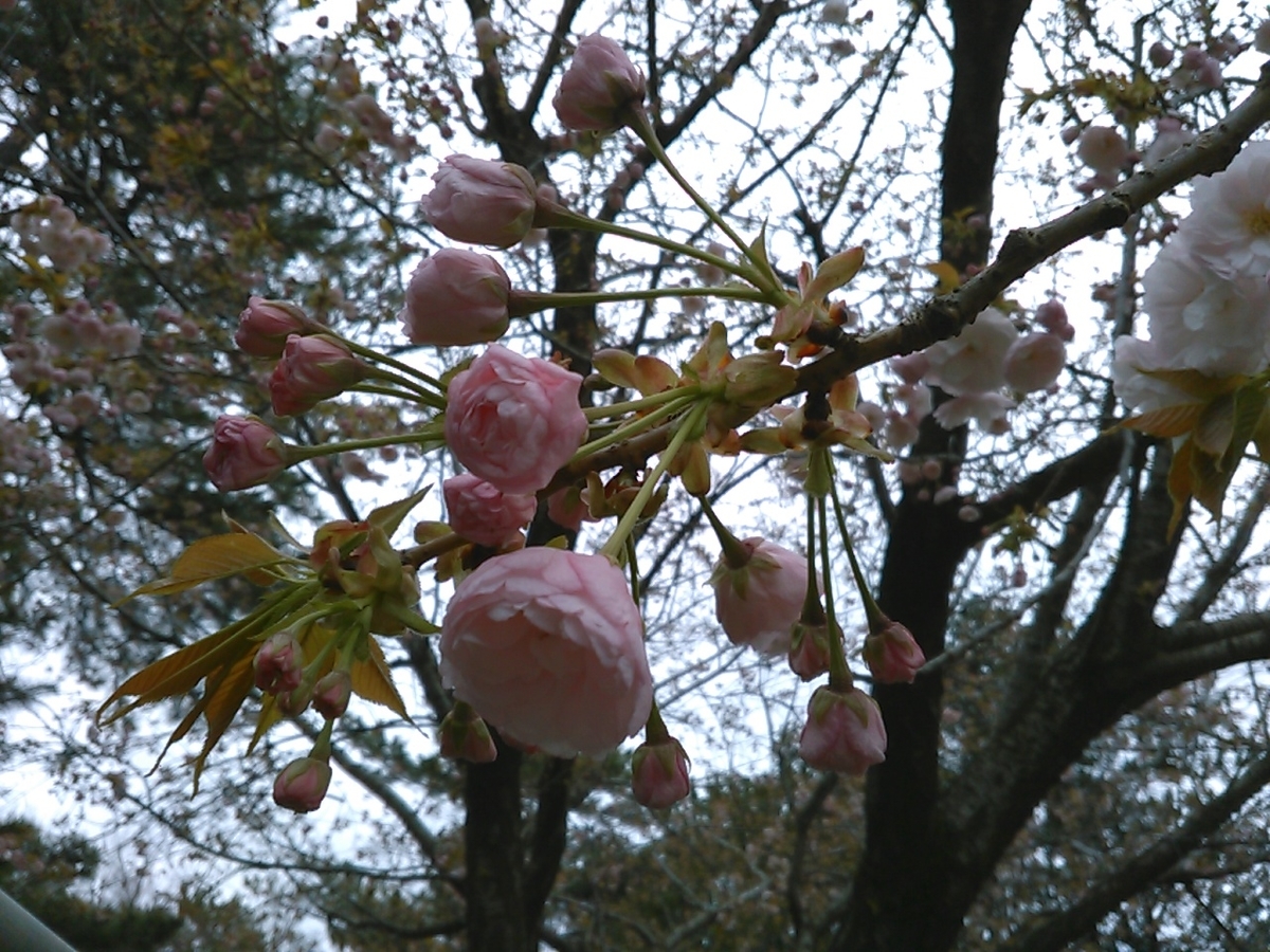 f:id:Oyamada23:20200331002124j:plain