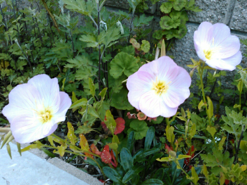 f:id:Oyamada23:20200503214557j:plain