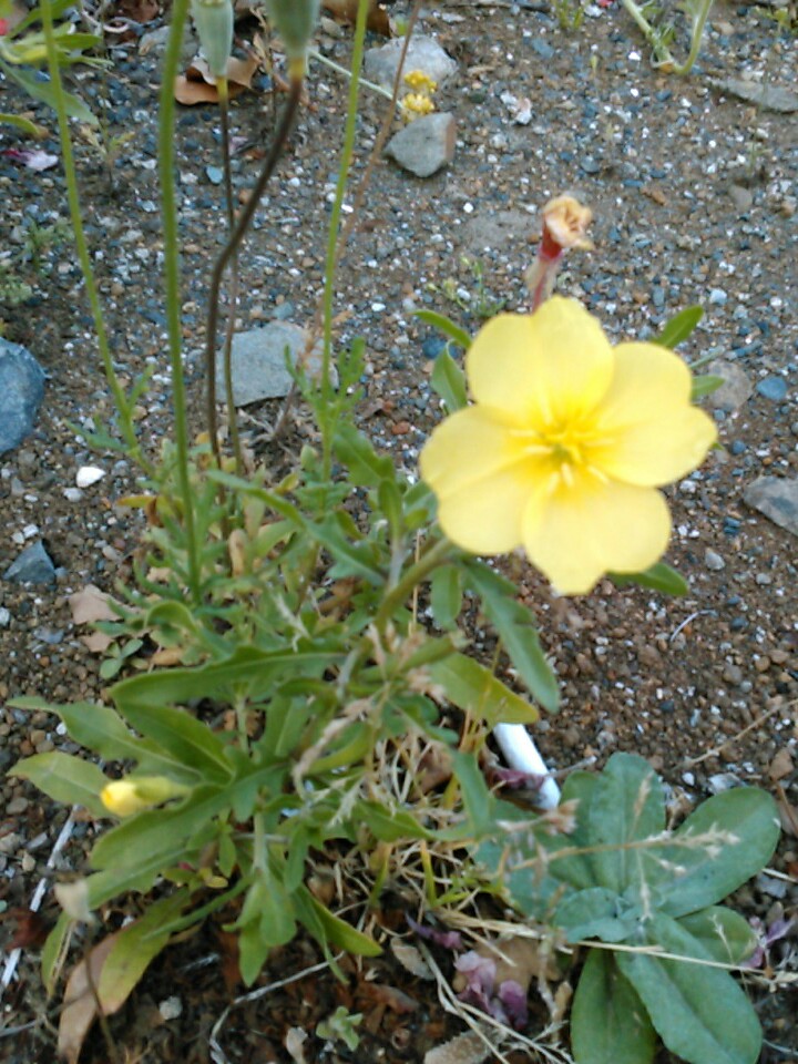 f:id:Oyamada23:20200503214940j:plain