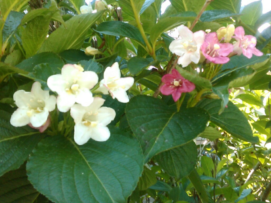 f:id:Oyamada23:20200511133844j:plain