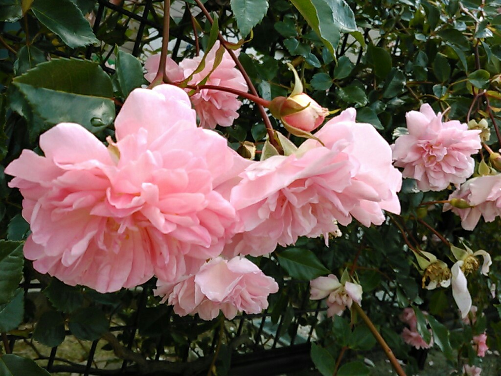 f:id:Oyamada23:20200523172812j:plain