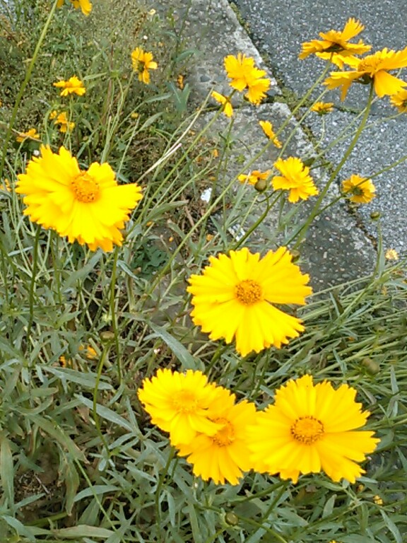 f:id:Oyamada23:20200523173000j:plain