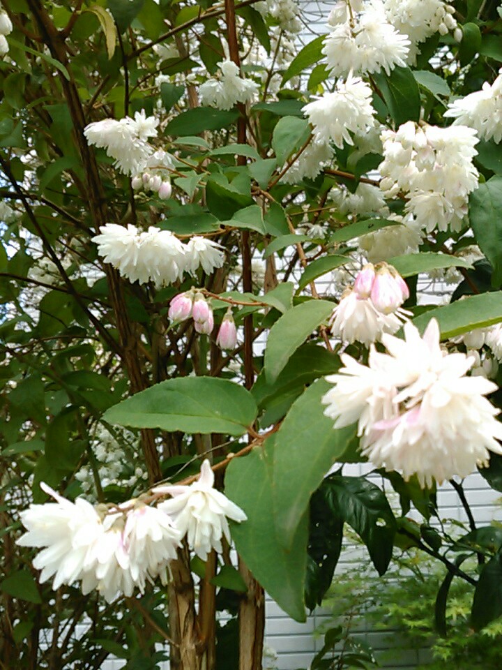 f:id:Oyamada23:20200523173217j:plain