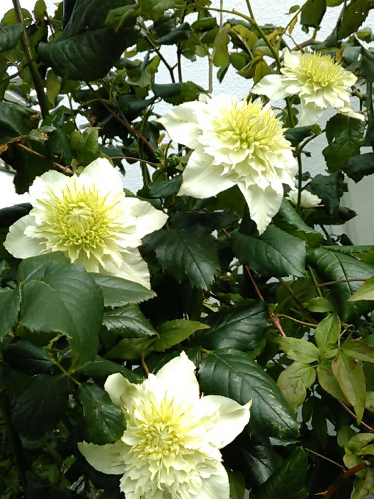 f:id:Oyamada23:20200523173309j:plain