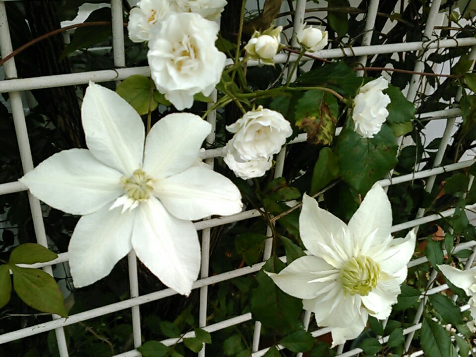 f:id:Oyamada23:20200523173403j:plain