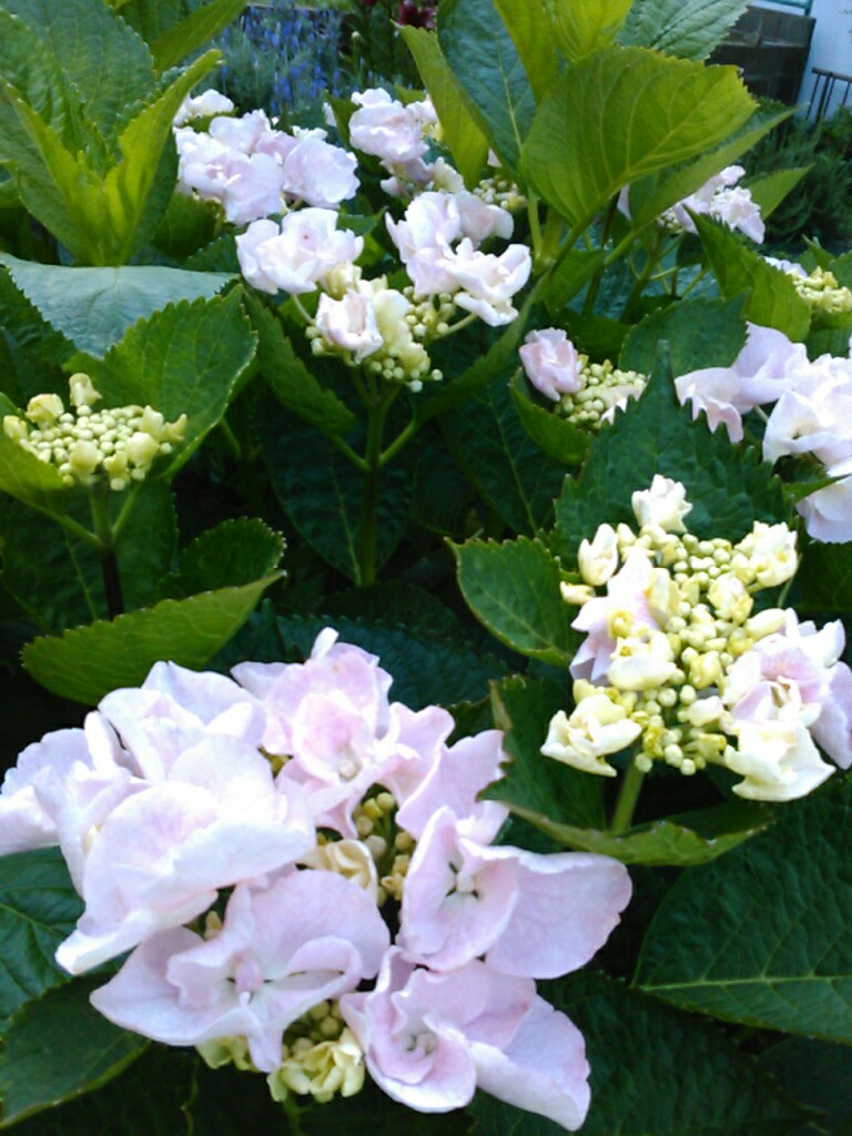 f:id:Oyamada23:20200529204201j:plain