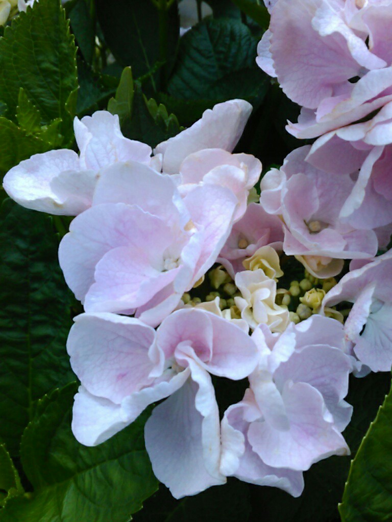 f:id:Oyamada23:20200529204232j:plain