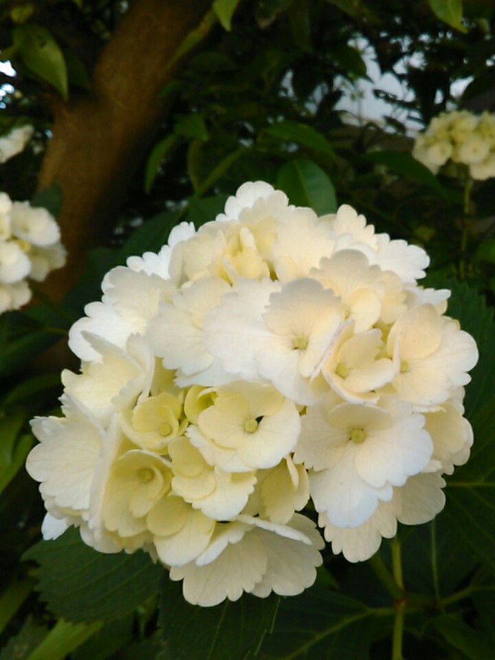 f:id:Oyamada23:20200529204259j:plain