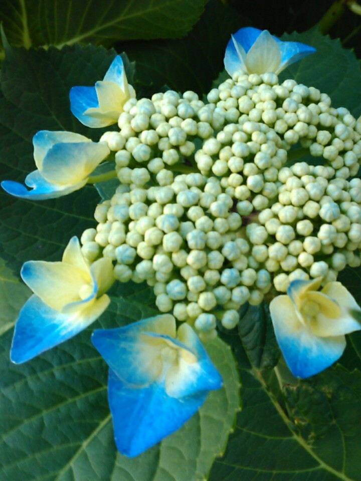 f:id:Oyamada23:20200529204340j:plain