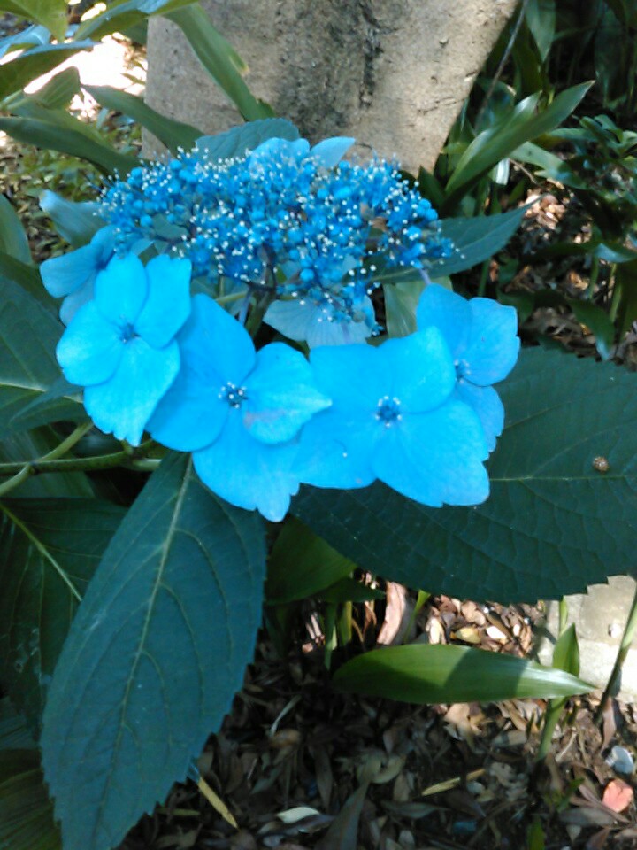 f:id:Oyamada23:20200618180010j:plain