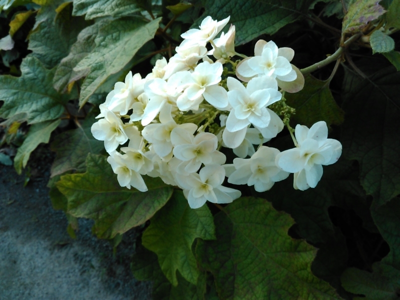 f:id:Oyamada23:20200702195044j:plain