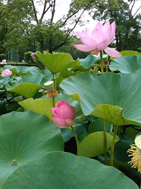 f:id:Oyamada23:20200712195642j:plain