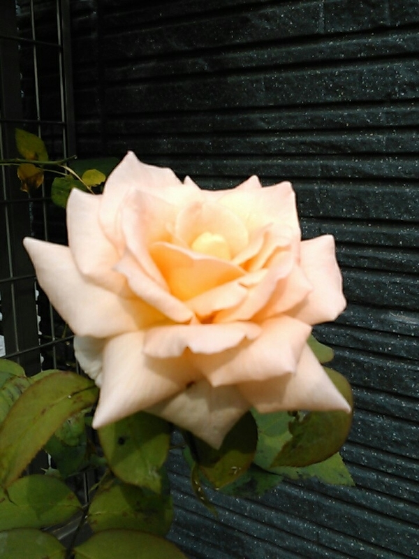 f:id:Oyamada23:20200722000740j:plain