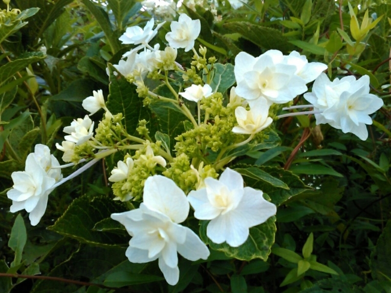 f:id:Oyamada23:20200810183314j:plain