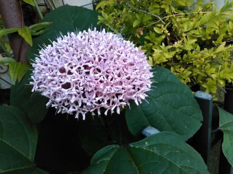 f:id:Oyamada23:20200810183321j:plain