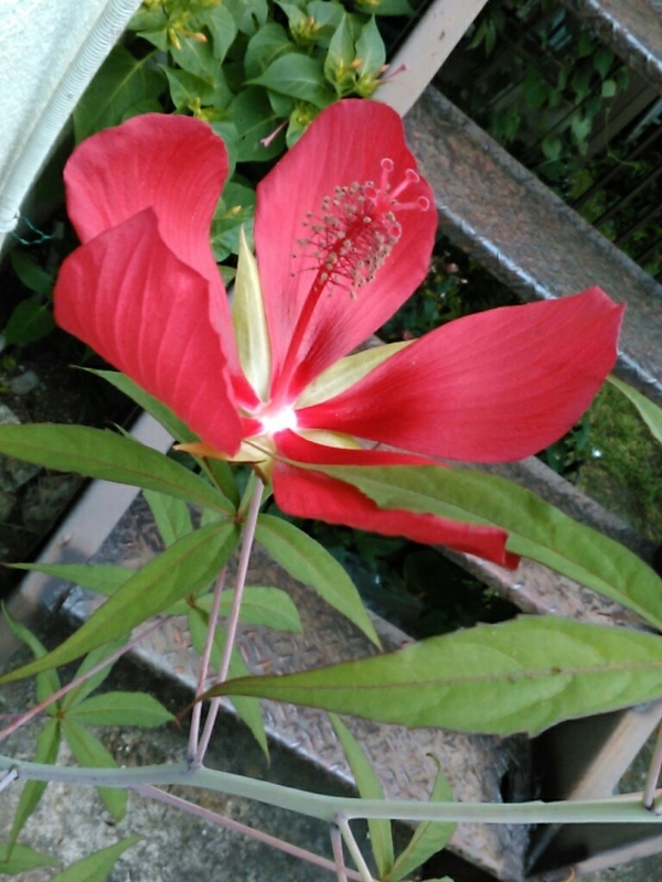 f:id:Oyamada23:20200812204711j:plain