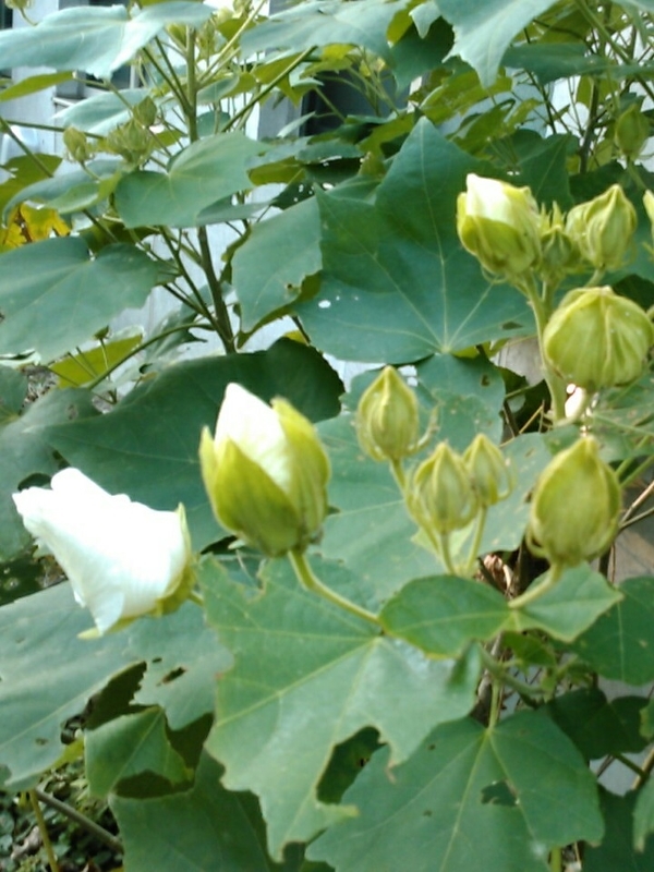 f:id:Oyamada23:20200812204714j:plain