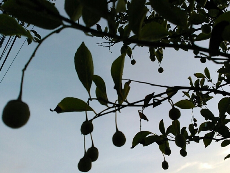 f:id:Oyamada23:20200819193034j:plain