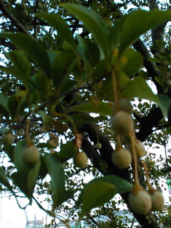 f:id:Oyamada23:20200819193038j:plain