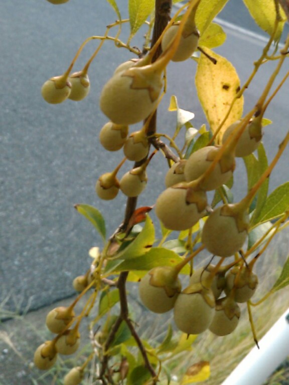 f:id:Oyamada23:20200819193041j:plain