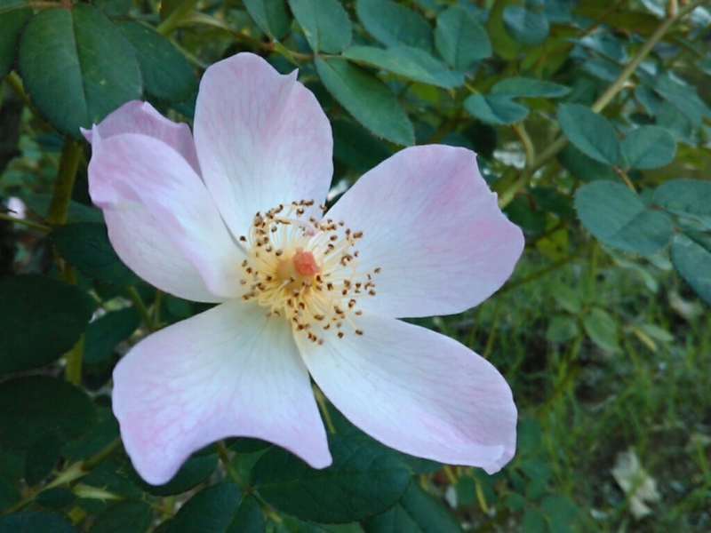 f:id:Oyamada23:20201026190119j:plain