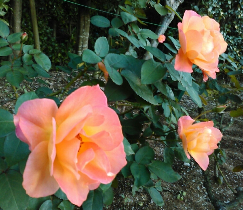 f:id:Oyamada23:20201026190122j:plain