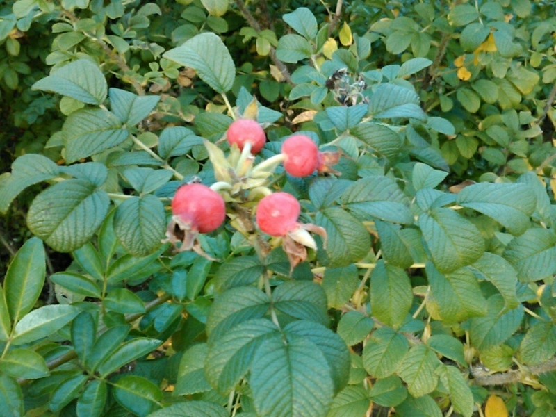 f:id:Oyamada23:20201026190318j:plain