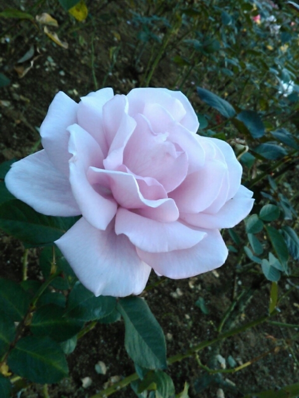 f:id:Oyamada23:20201026190324j:plain