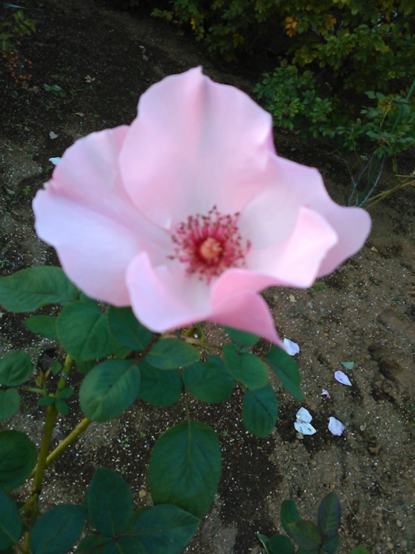 f:id:Oyamada23:20201026193041j:plain