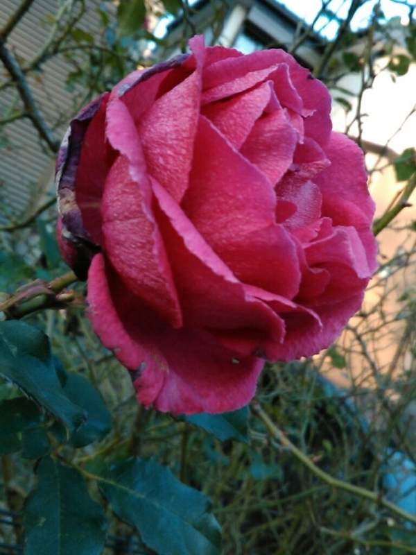 f:id:Oyamada23:20210207225053j:plain