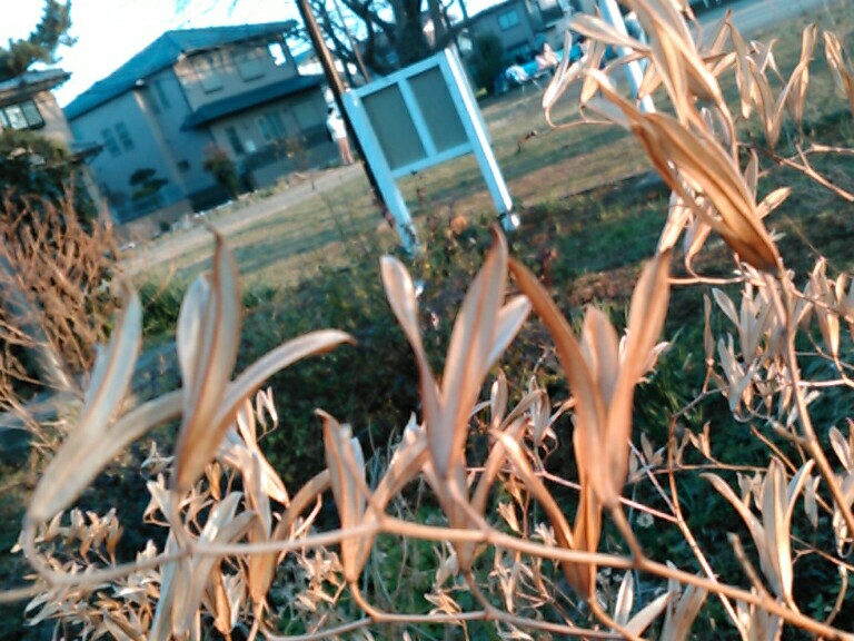 f:id:Oyamada23:20210207225056j:plain