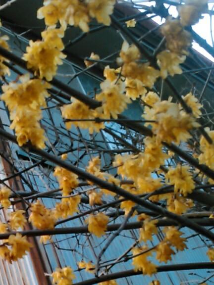 f:id:Oyamada23:20210207225059j:plain