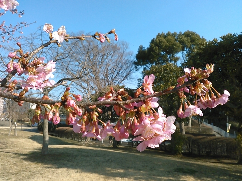 f:id:Oyamada23:20210221180906j:plain