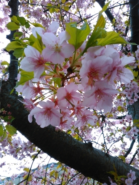 f:id:Oyamada23:20210305233937j:plain