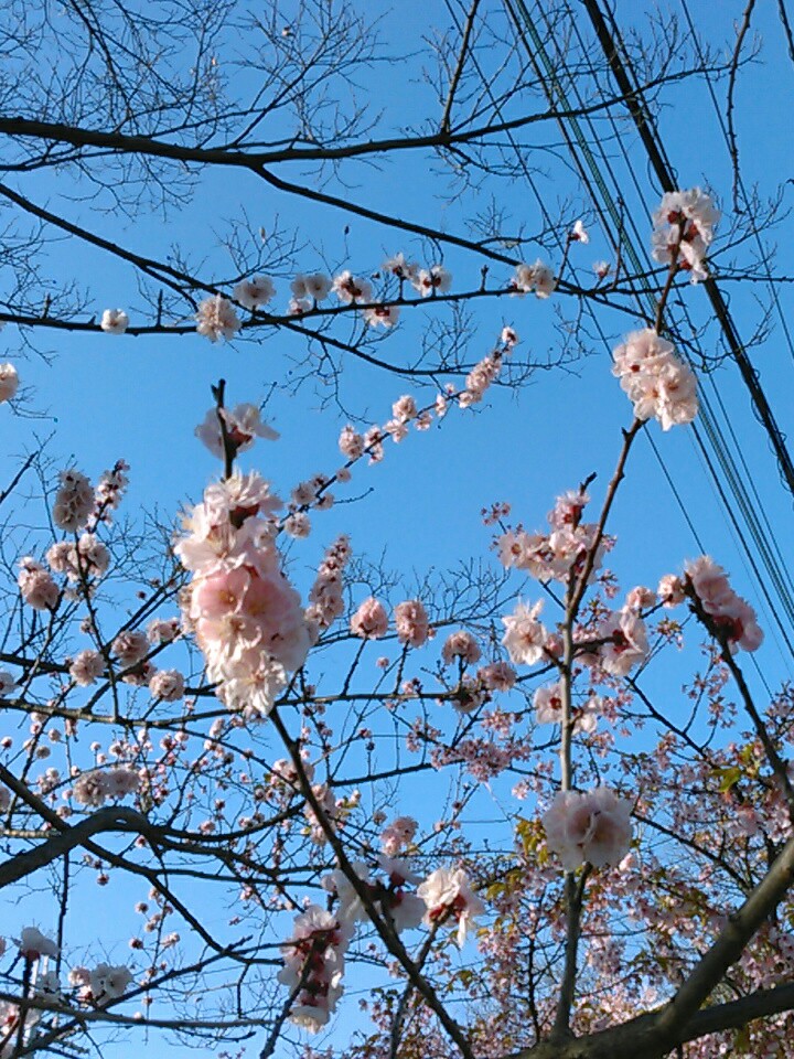 f:id:Oyamada23:20210310202730j:plain