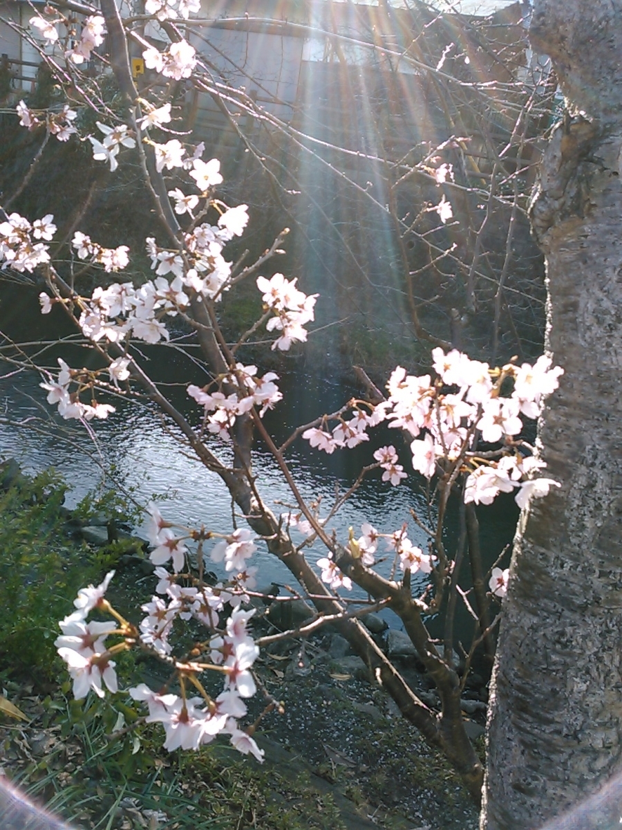 f:id:Oyamada23:20210310203425j:plain