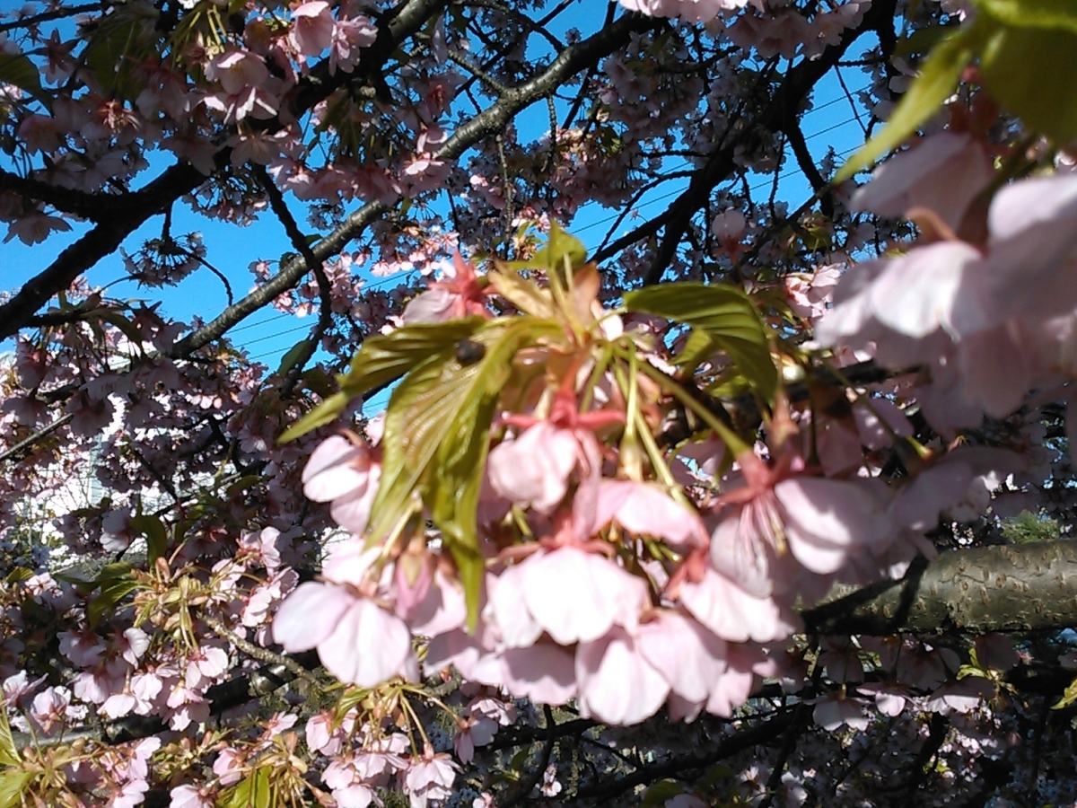 f:id:Oyamada23:20210310203458j:plain