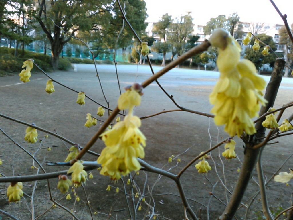 f:id:Oyamada23:20210311210140j:plain