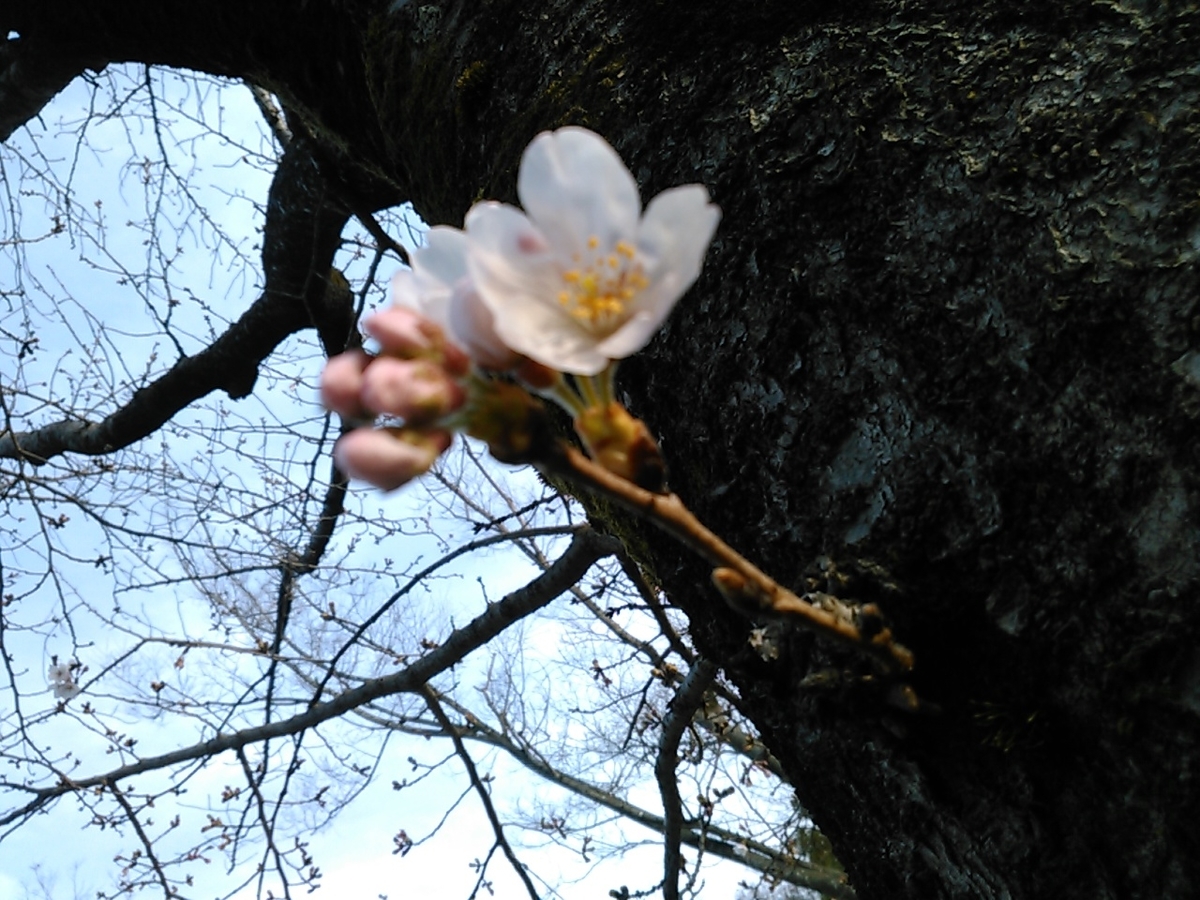 f:id:Oyamada23:20210317182636j:plain