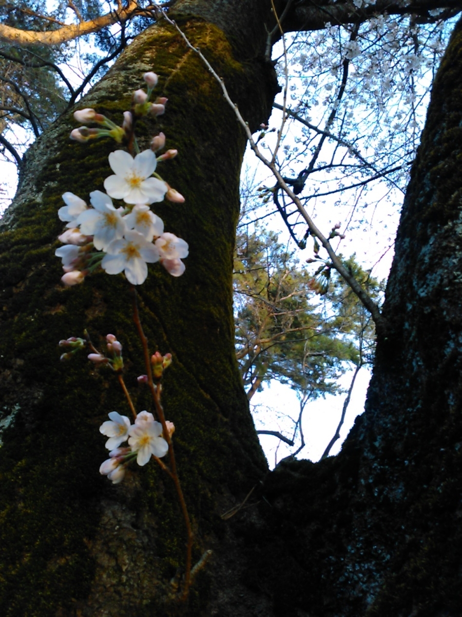 f:id:Oyamada23:20210317182716j:plain