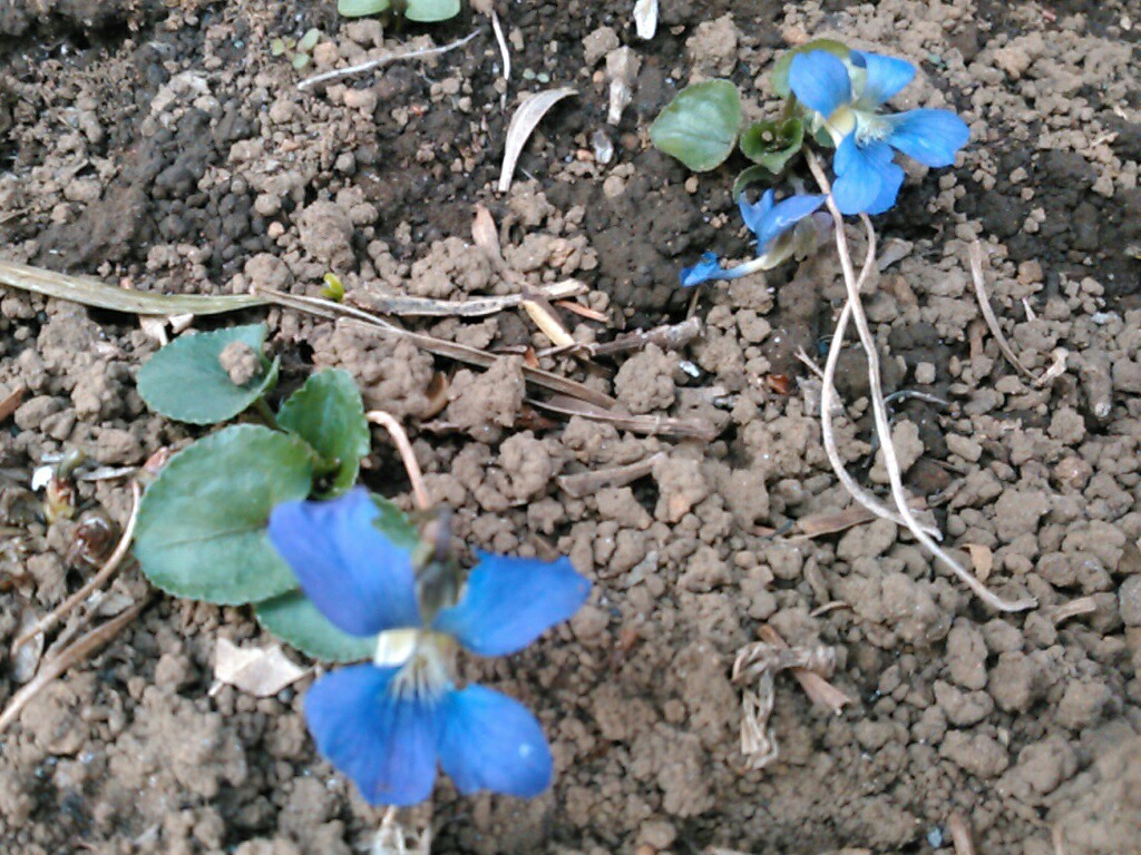 f:id:Oyamada23:20210317182829j:image