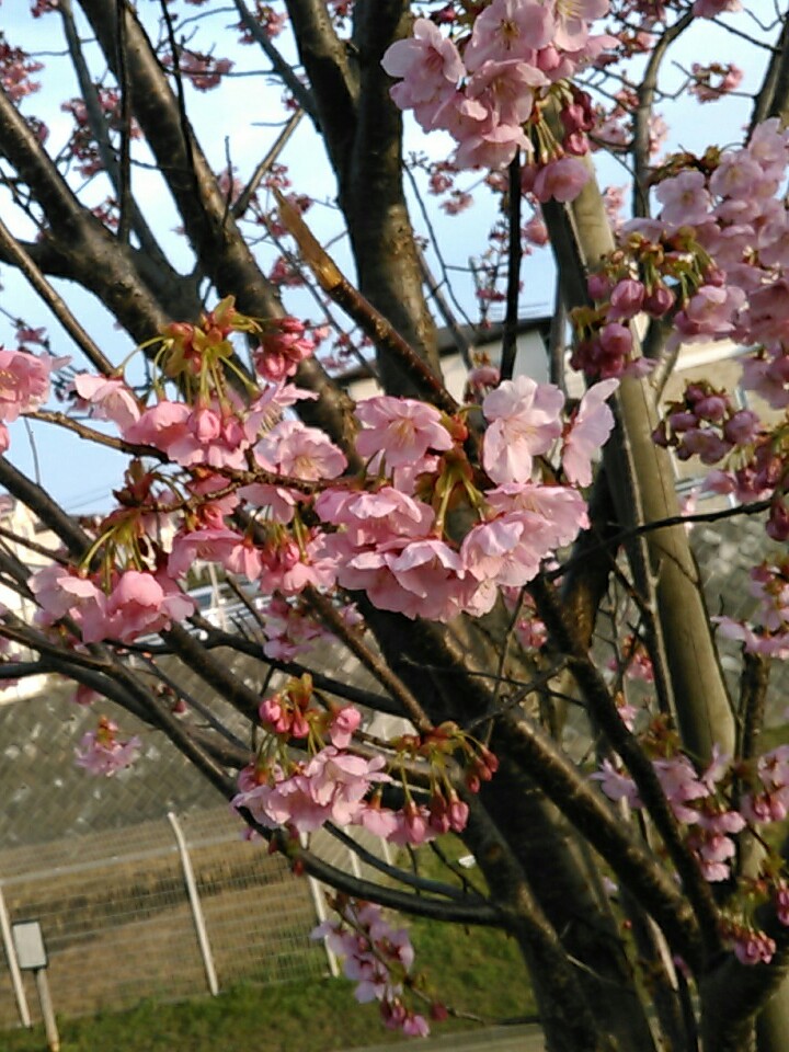 f:id:Oyamada23:20210317182908j:plain