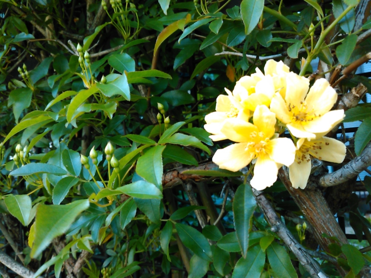 f:id:Oyamada23:20210329172846j:plain