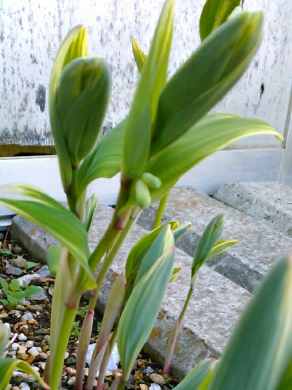 f:id:Oyamada23:20210329172901j:plain